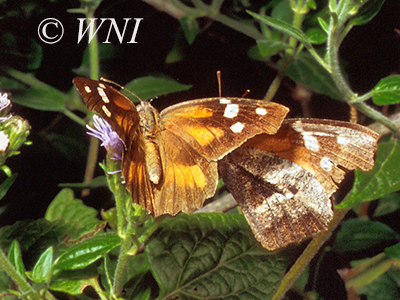 Snout Butterflies (Libytheinae)